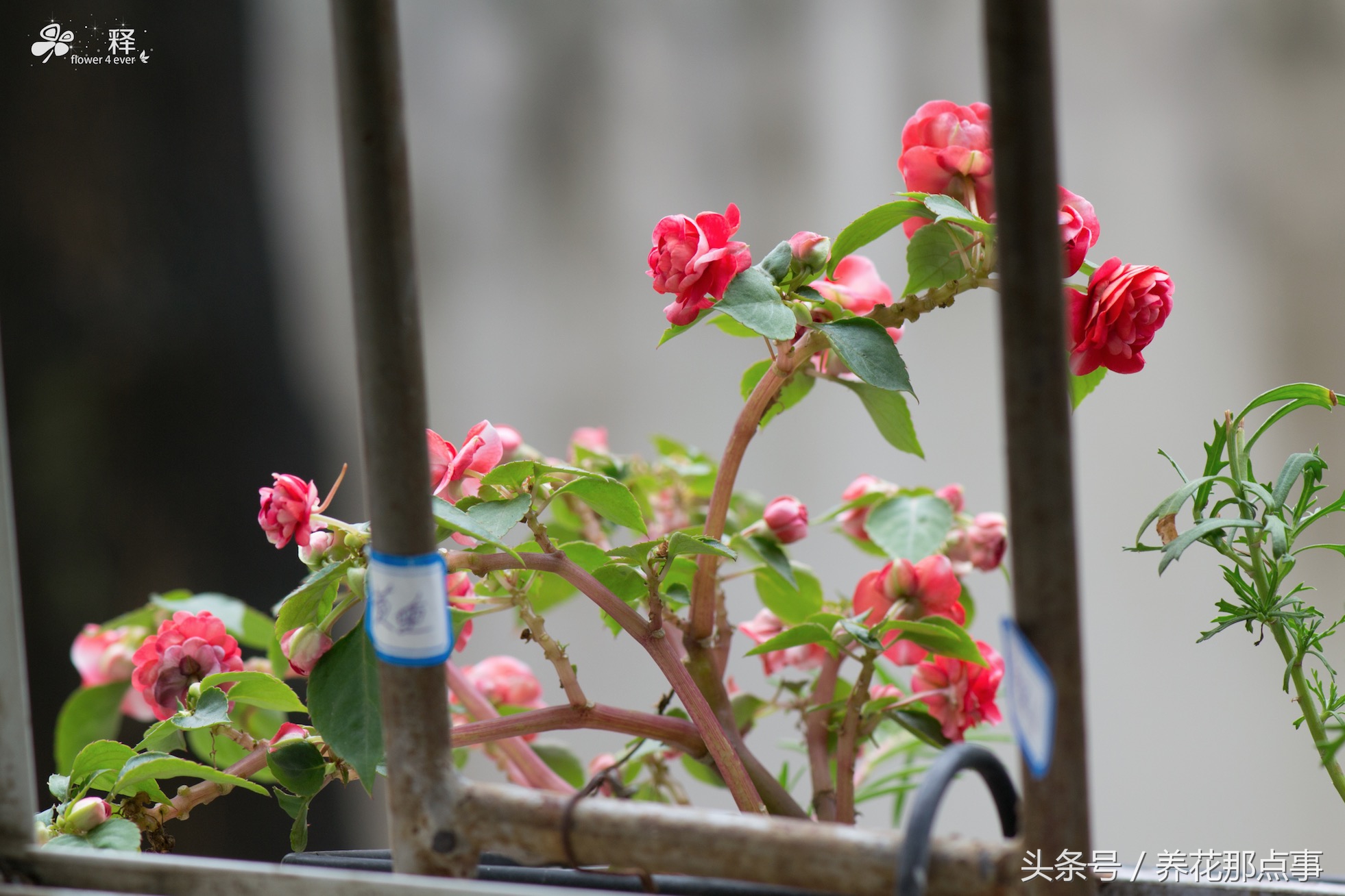 重瓣的非洲凤仙简直就是缩小版的月季,花瓣多,花朵包