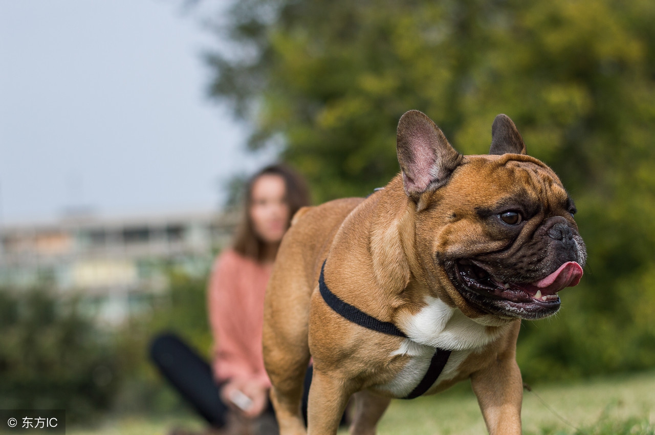 怎么缓解短鼻子狗呼吸问题,为什么短鼻狗呼吸有问题
