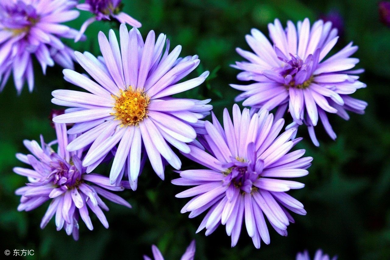 干燥季节喝什么茶去火好,夏天酷热难耐喝这些茶可以去火