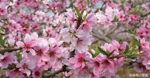 暮春赏花，别忘了听一曲《美人蕉》