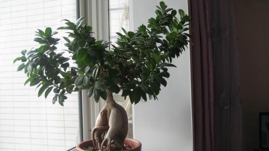 金钱榕树怎么能长得又大又旺,榕树和摇钱树有什么区别