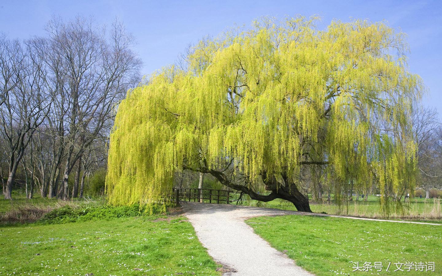 唯美春天里的杨柳诗词,杨柳的诗句古诗大全
