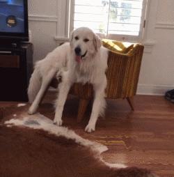 大白熊犬适合农村吗,大白熊犬适合放羊吗