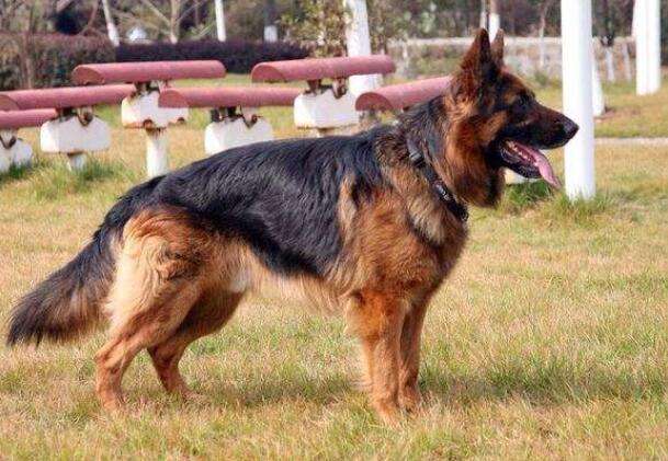 德国牧羊犬和德牧是一个品种吗,德牧和德国牧羊犬是一个品种吗