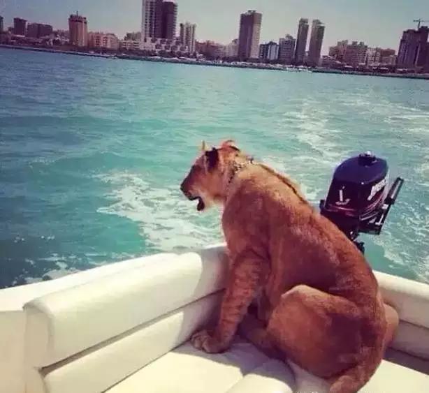 迪拜贫穷人的生活,迪拜贫穷限制了我的想象