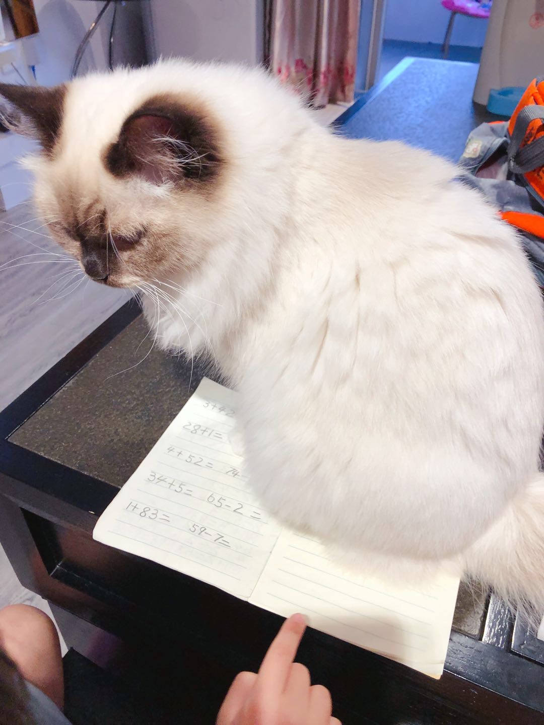 选购优秀布偶猫的五点经验,布偶猫的鉴别方法与选购知识要点