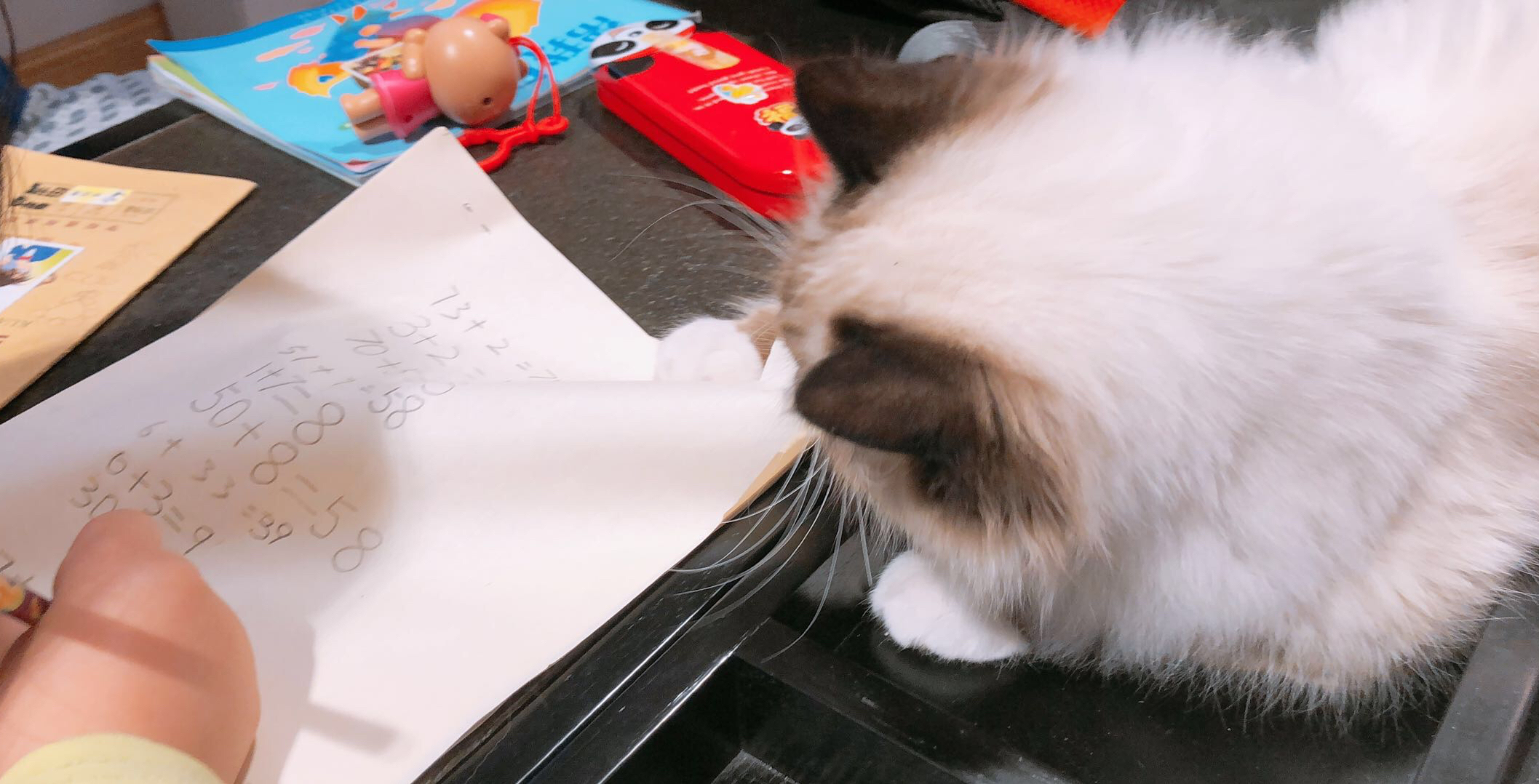 选购优秀布偶猫的五点经验,布偶猫的鉴别方法与选购知识要点