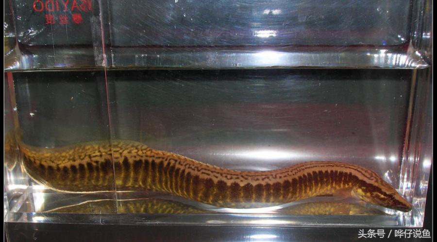 最后悔养的10种观赏鱼,最受欢迎的十种原生观赏鱼有哪些