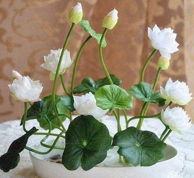 种植碗莲的方法与技巧,碗莲的种植方法和注意事项图片