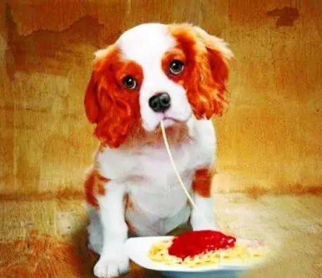 新手养狗,新手养狗注意事项