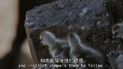 假期一定要给孩子看的20部纪录片,12部适合和孩子一起看的纪录片