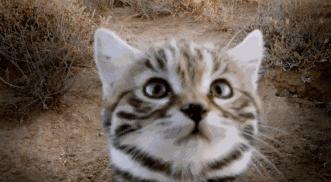 假期一定要给孩子看的20部纪录片,12部适合和孩子一起看的纪录片