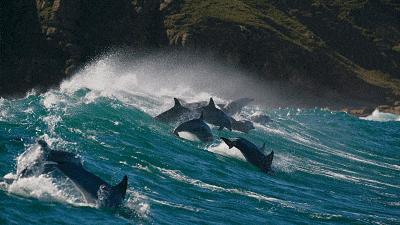 假期一定要给孩子看的20部纪录片,12部适合和孩子一起看的纪录片