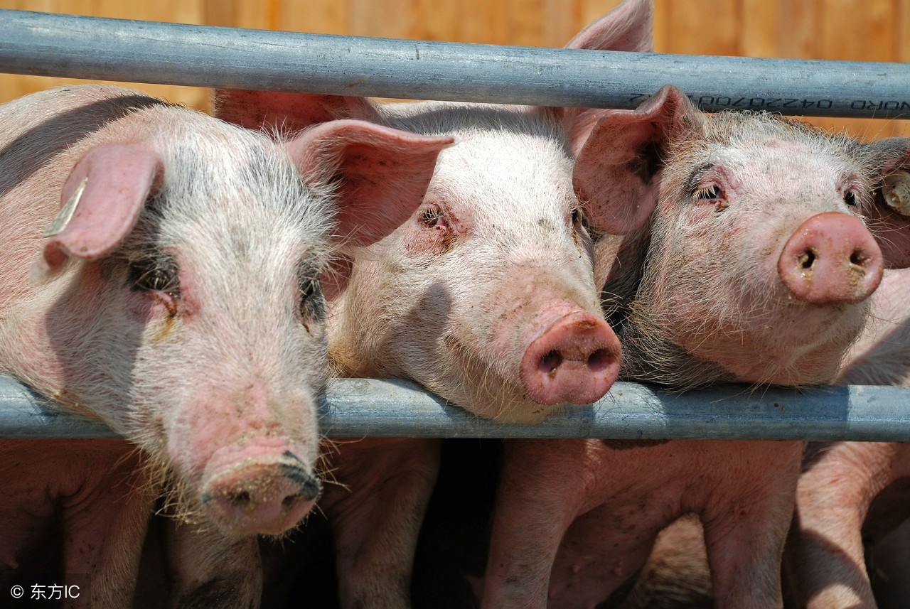夏季常见猪病预防知识,猪湿疹的最佳防治方法