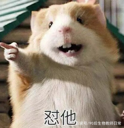 平头哥蜜獾你见过吗,蜜獾平头哥有没有人养