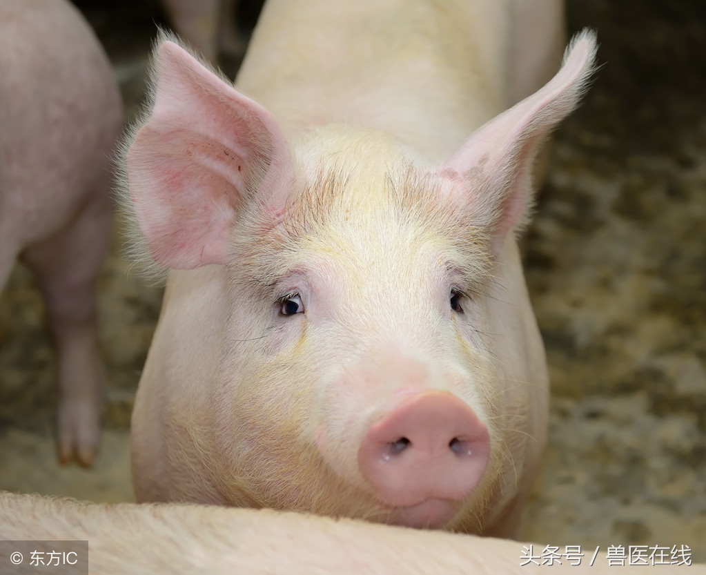 如何让母猪在产后尽快恢复食欲,母猪产后几天不排便但食欲正常