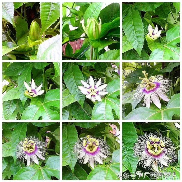 百香果开花结果期间怎样管理,百香果开花结果期间如何管理