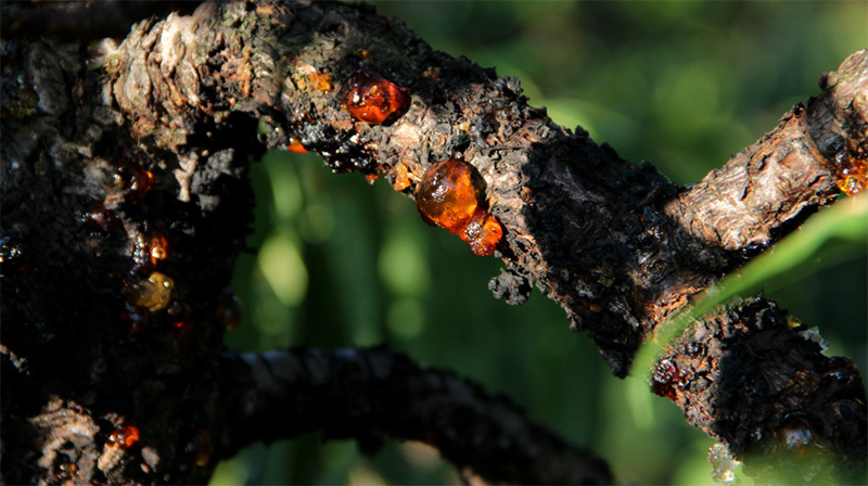 养颜桃胶燕窝,桃胶燕窝养颜粥