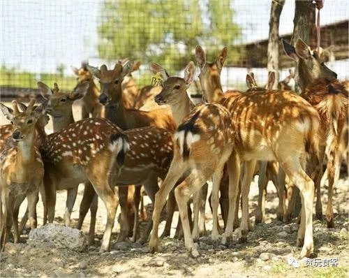 北京有哪些亲子农庄,北京市周边亲子农庄小动物