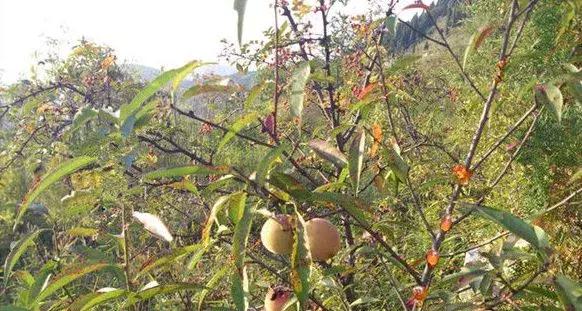 广西网红茶,爆款网红茶