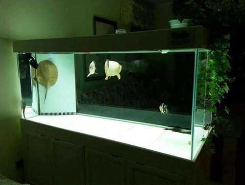 鱼缸放进鱼第二天水浑,鱼缸喂食后水浑怎么办