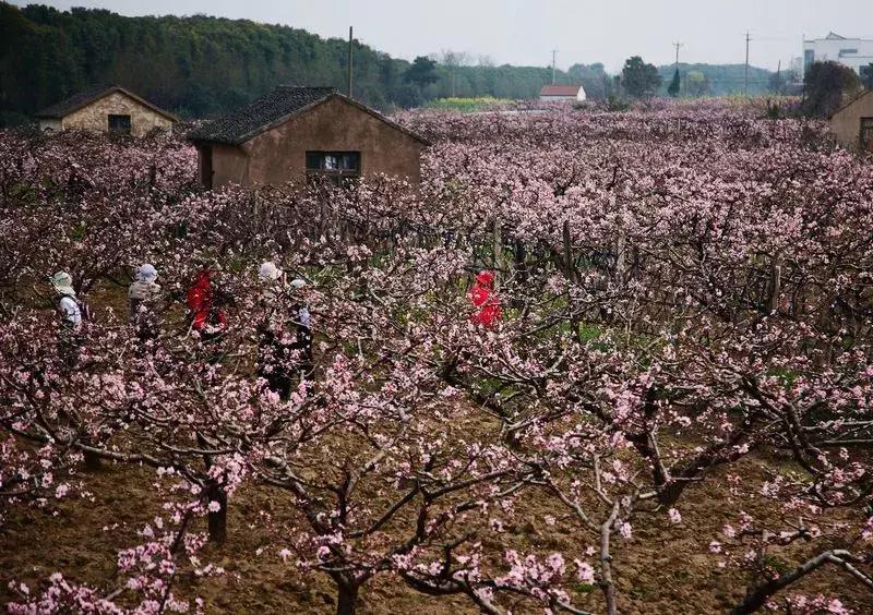 张家港城市发展成就,张家港市区有发展前景吗