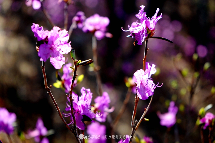 朴树冷门却很好听的歌,朴树适合西藏的歌