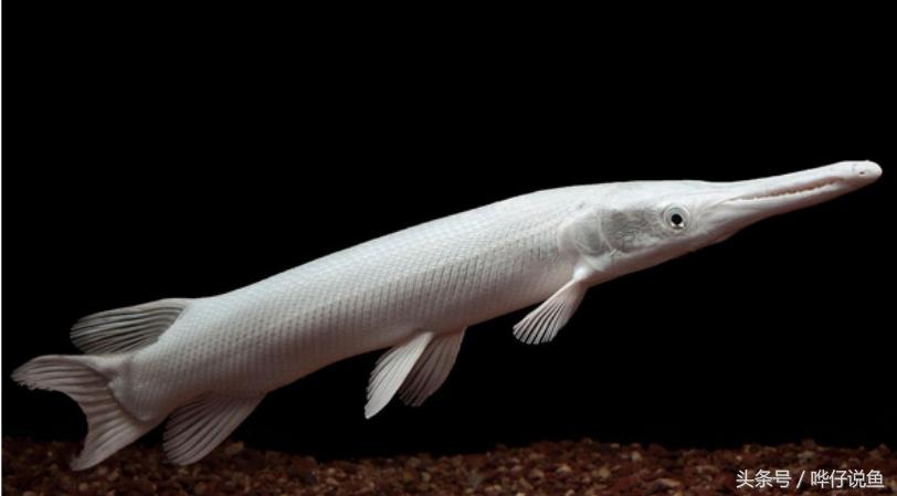 好可爱的鱼是什么品种,好可爱的鱼