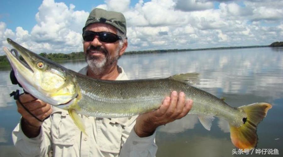 好可爱的鱼是什么品种,好可爱的鱼