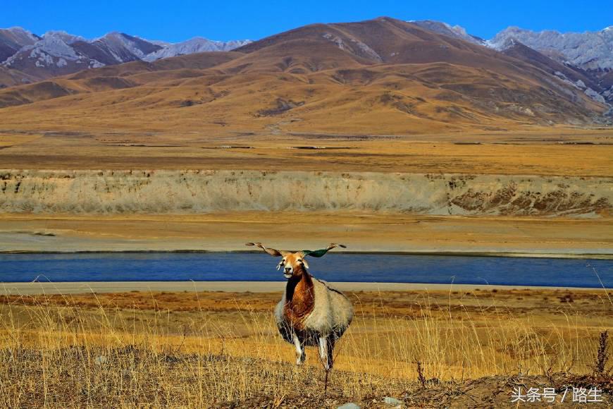 黄河在藏语中的名字是什么,黄河古代叫什么名字
