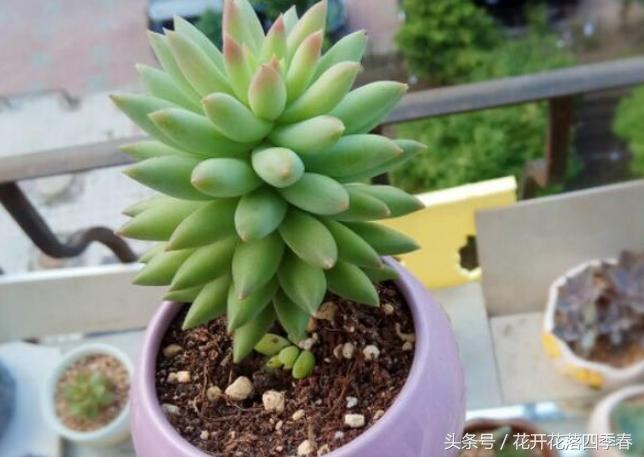 多肉千佛手开花,多肉千佛手开花的样子