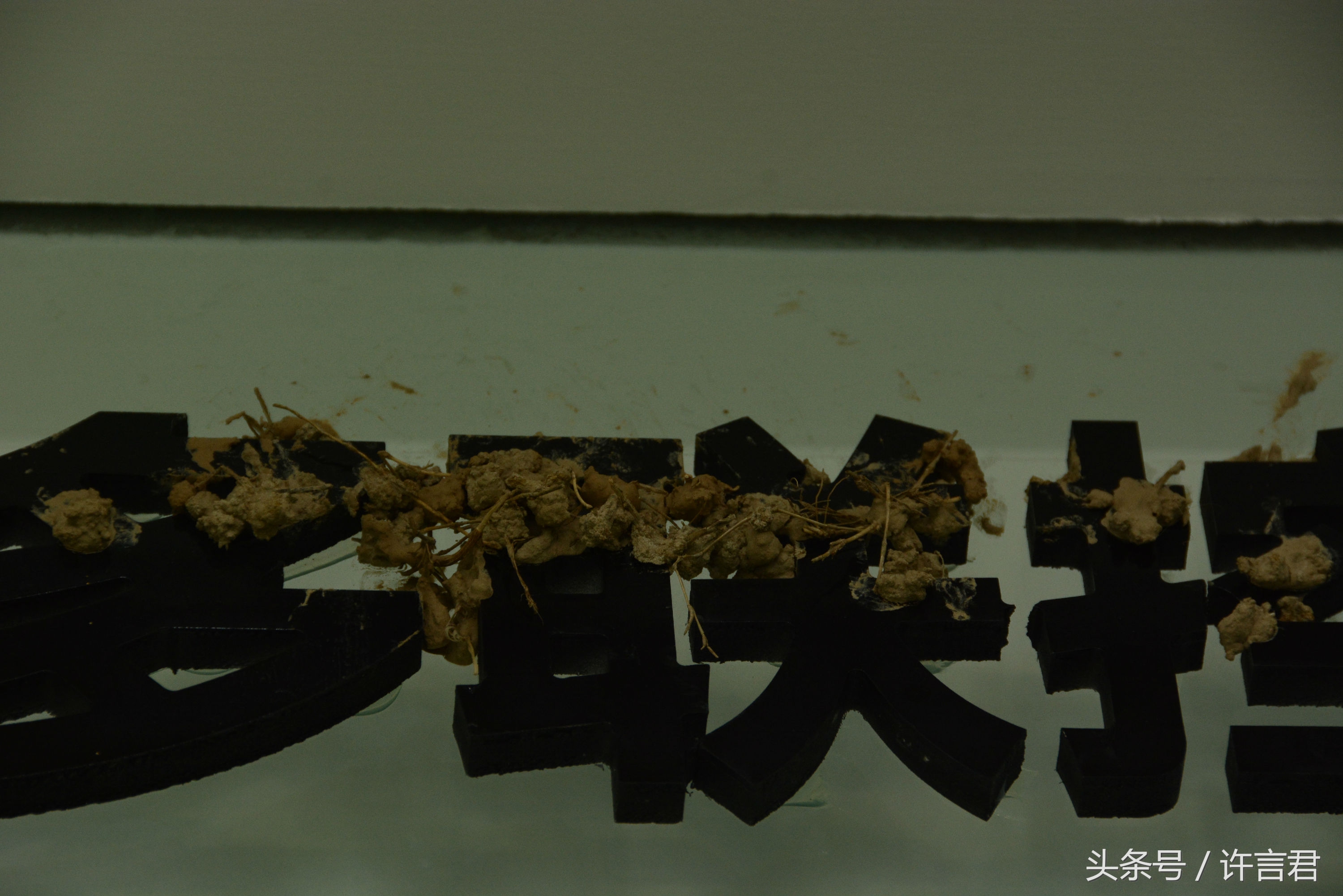 燕子在店铺内安家，老板和员工一起给燕子帮忙