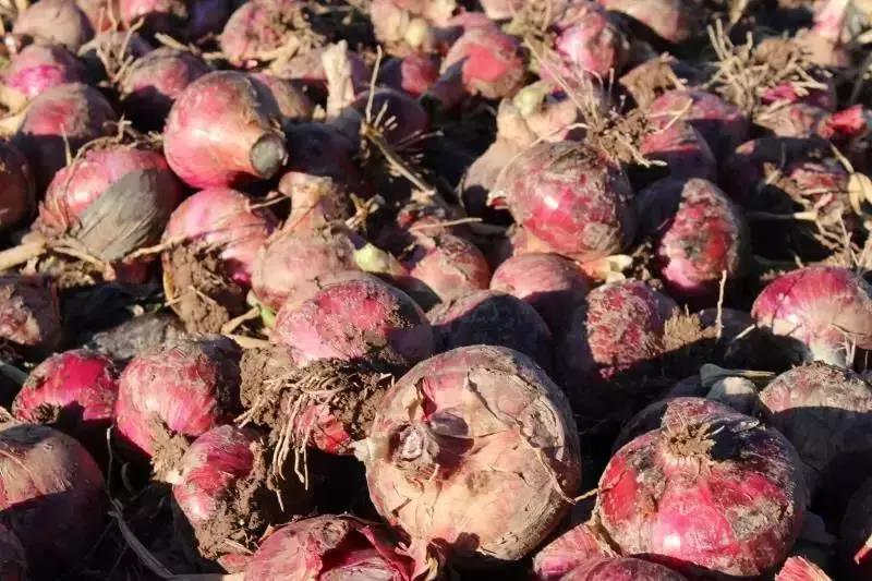 西昌20万吨洋葱在等待,与政府一起发力,别让洋葱相信眼泪!