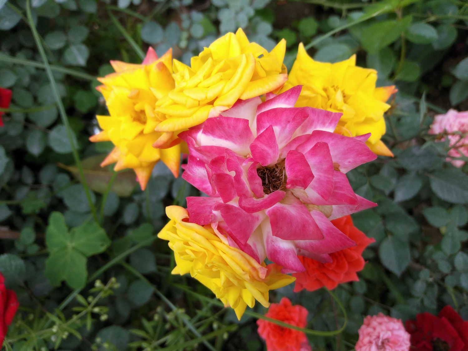 閿ゅ瓙鍧氭灉3鎷嶇収鏁堟灉,閿ゅ瓙鍧氭灉3鎷嶇収