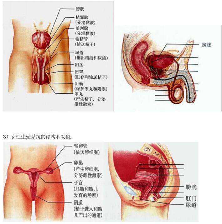 北师大版生物中考必背知识点,苏教版生物中考知识点总结填空版