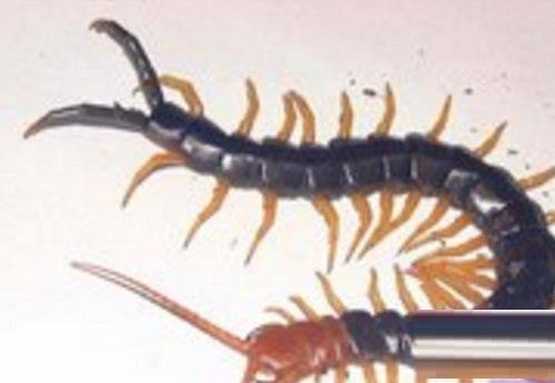 十大又恐怖又特别毒的灭绝虫子,世界上最毒的昆虫黑寡妇