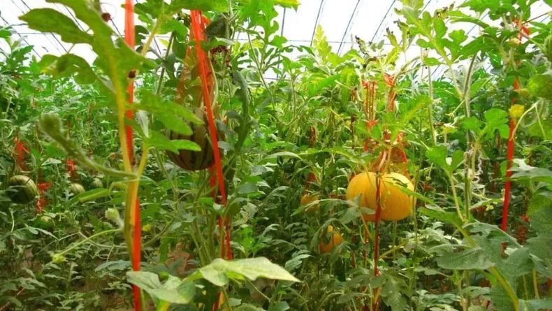 洋丰生态园是一家集旅游观光、休闲度假、这里有比初恋还甜的水果