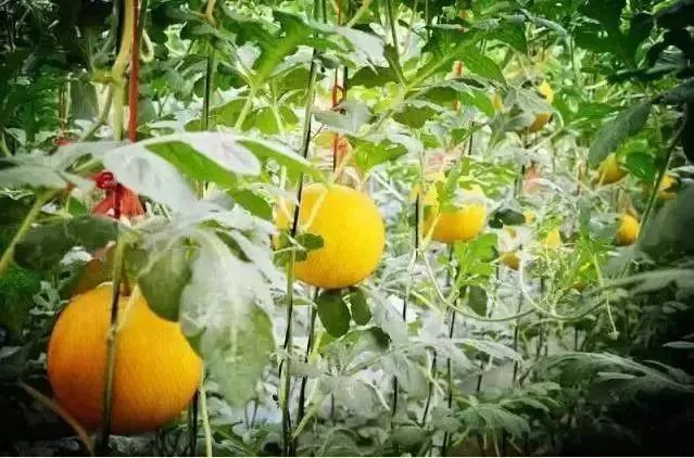 洋丰生态园是一家集旅游观光、休闲度假、这里有比初恋还甜的水果