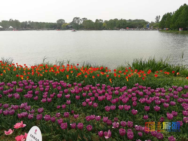 北京国际鲜花港游玩指南来啦！郁金香争奇斗艳，音乐喷泉令人震撼，云雾仙境如梦似幻！