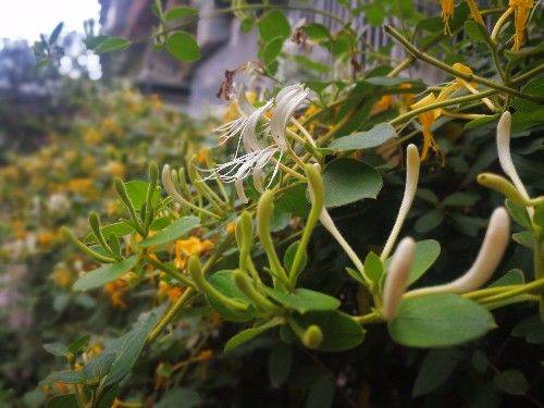 金花银花，因色、香、味、性俱佳，爬上枝头越过围栏，一看就喜欢
