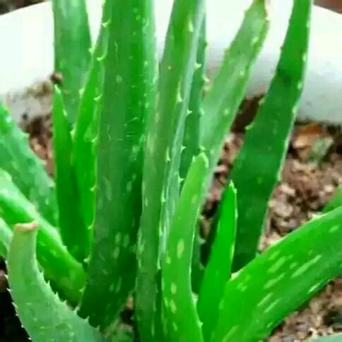 好用的美容美体手套,美容手套一次性耐用型