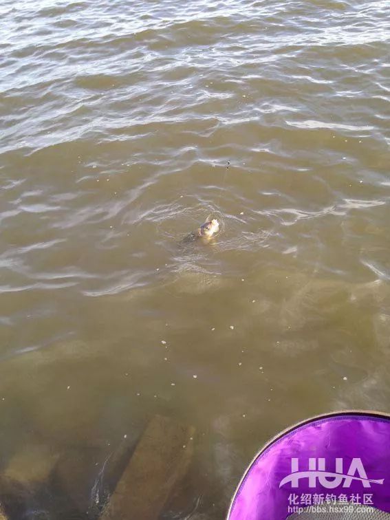 大风天水库钓鲫鱼,大风天在水库野钓视频