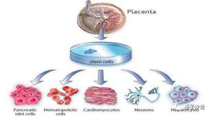 干细胞的代码,生命源代码61