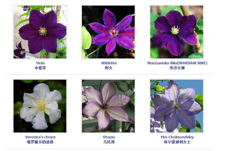 铁线莲爬藤花卉排名前十名,铁线莲哪个品种花最好看