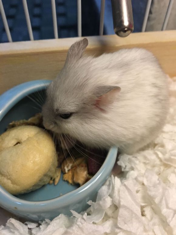 仓鼠要怎么拍才会很可爱,怎么给仓鼠拍好照呢