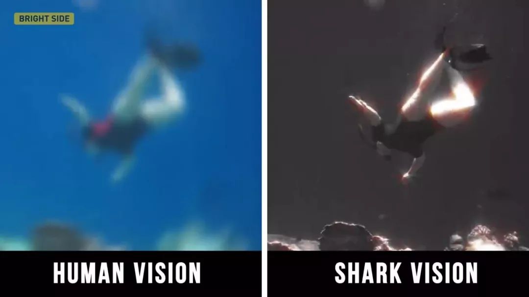 动物眼里的世界长什么样子,动物眼里的世界都是什么颜色