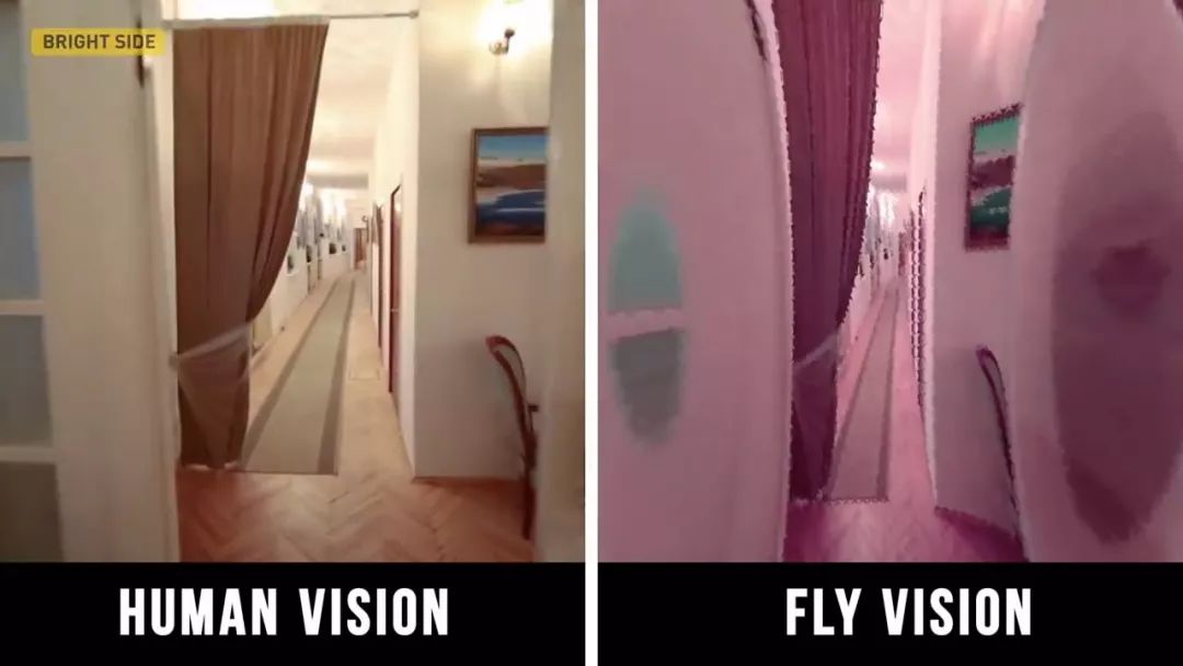 动物眼中的世界是什么样子的图片,动物眼里的世界长怎样