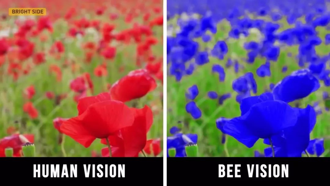 动物眼里的世界长什么样子,动物眼里的世界都是什么颜色