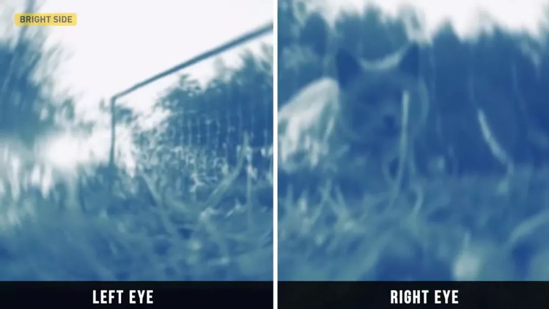 动物眼里的世界长什么样子,动物眼里的世界都是什么颜色