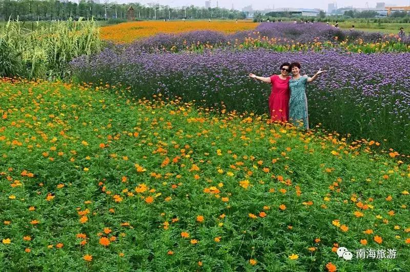 紫色薰衣草海+五彩摩天轮！南海这里充满异国风情如电影般唯美！